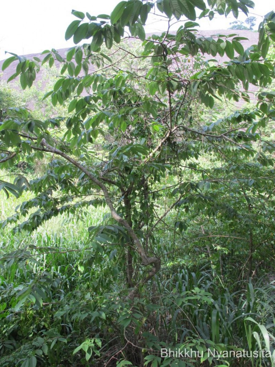 Wrightia arborea (Dennst.) Mabb.